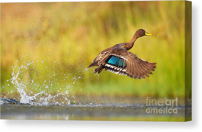 Feather Canvas Print featuring the photograph Yellow-billed Duck Taking by Jmx Images