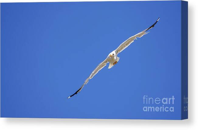 Outdoors Canvas Print featuring the photograph Yellow-legged Gull Flying Blue Sky by Pablo Avanzini