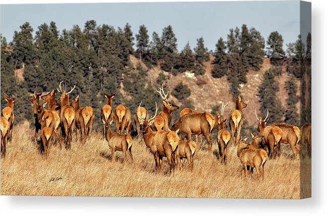 2018-11-15 Canvas Print featuring the photograph Young Elk by Bill Kesler