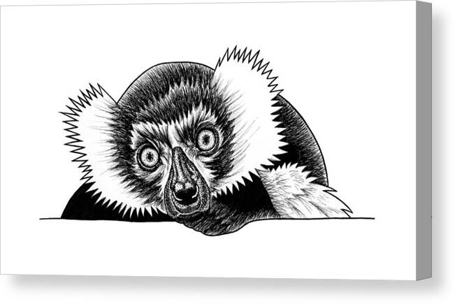 Lemur Canvas Print featuring the drawing Black and white ruffed lemur #1 by Loren Dowding
