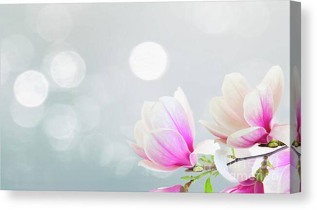 Magnolia Canvas Print featuring the photograph Blossoming Pink Magnolia Flowers #1 by Anastasy Yarmolovich