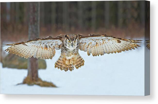 Great Horned Owl Canvas Print featuring the photograph Great Horned Owl #1 by CR Courson