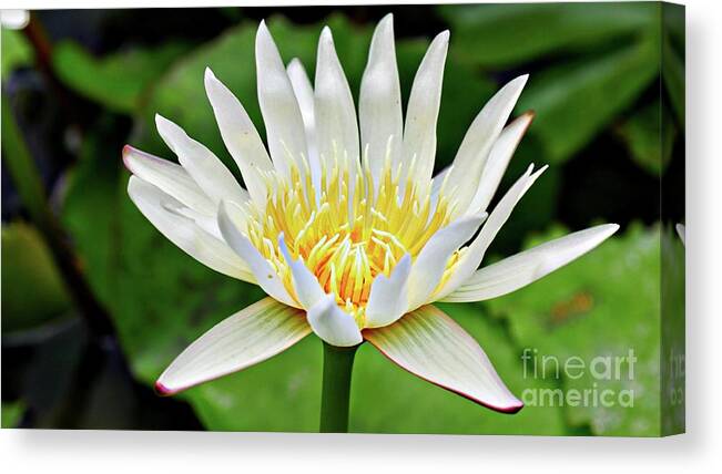 Water Lily Canvas Print featuring the photograph White Lily #1 by On da Raks
