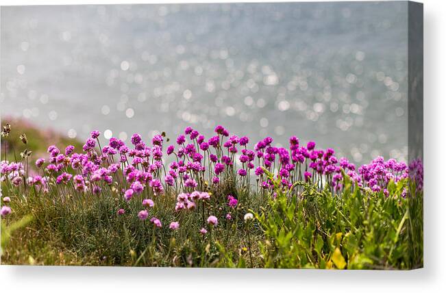 Outdoors Canvas Print featuring the photograph Wildflowers and Paddleboarders #1 by s0ulsurfing - Jason Swain