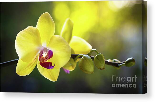 Background Canvas Print featuring the photograph Yellow Orchid Flower #2 by Raul Rodriguez