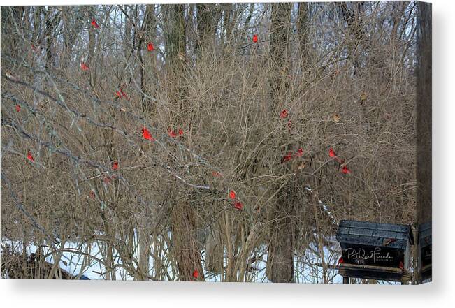 Cardinals Canvas Print featuring the photograph Cardinals Galore #20 by PJQandFriends Photography