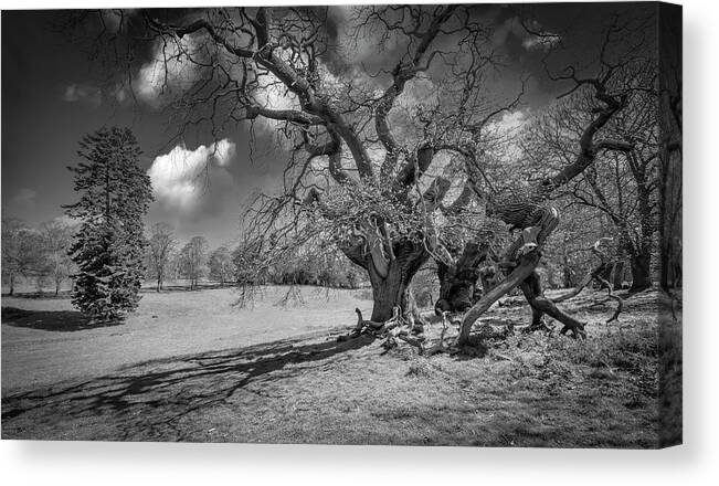 Trees Canvas Print featuring the photograph In the morning #3 by Remigiusz MARCZAK