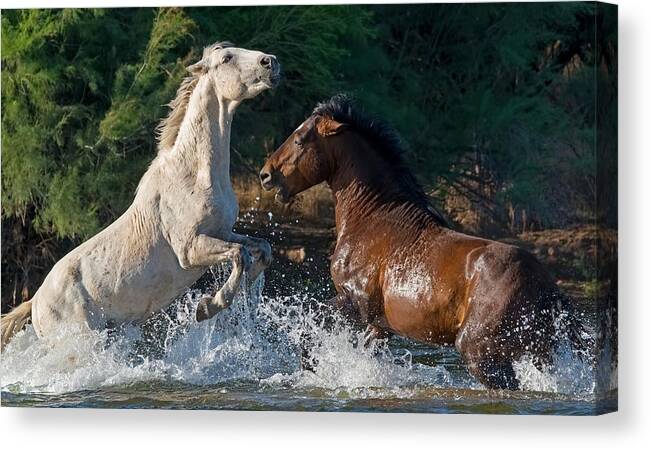 Stallion Canvas Print featuring the photograph A Grey's Battles. by Paul Martin