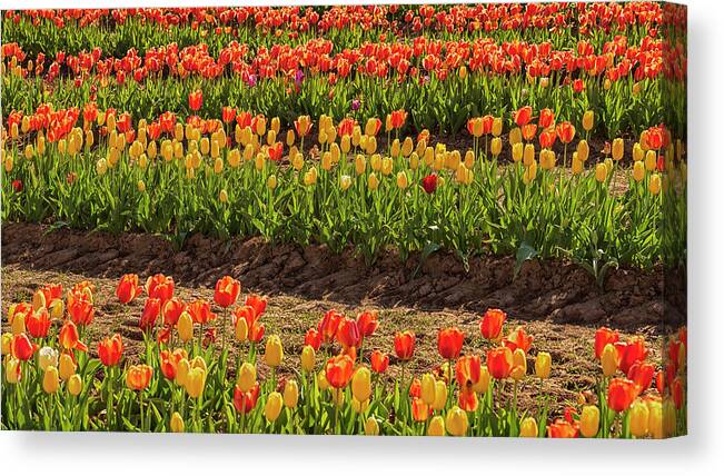 Spring Canvas Print featuring the photograph A Sign Of Spring 03 by Robert Fawcett