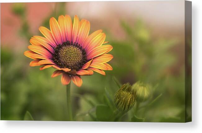 Spring Canvas Print featuring the photograph A Sign Of Spring 16 by Robert Fawcett