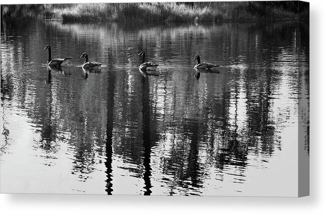 Geese Canvas Print featuring the photograph A Swim in the Pond by George Taylor