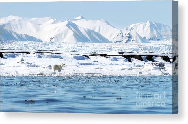 Wilderness Canvas Print featuring the photograph Adult female polar bear walks along the fast ice in Svalbard, with snow covered mountains and a glacier behind by Jane Rix