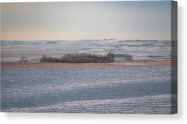 Agriculture Canvas Print featuring the photograph Alberta winter wheat farm landscape by Karen Rispin
