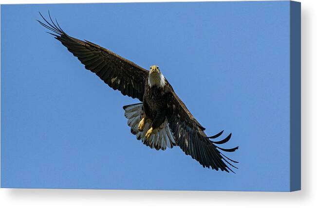 Raptor Canvas Print featuring the photograph American Bald Eagle 7 by Rick Mosher