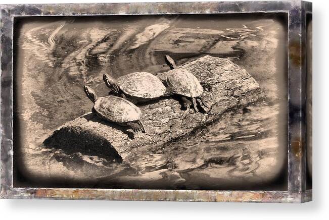 Turtle Canvas Print featuring the mixed media Antique Turtles by Christopher Reed