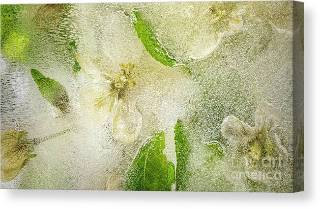 Apple Canvas Print featuring the photograph Frozen Flowers Apple Blossoms Print by Terry Hrynyk