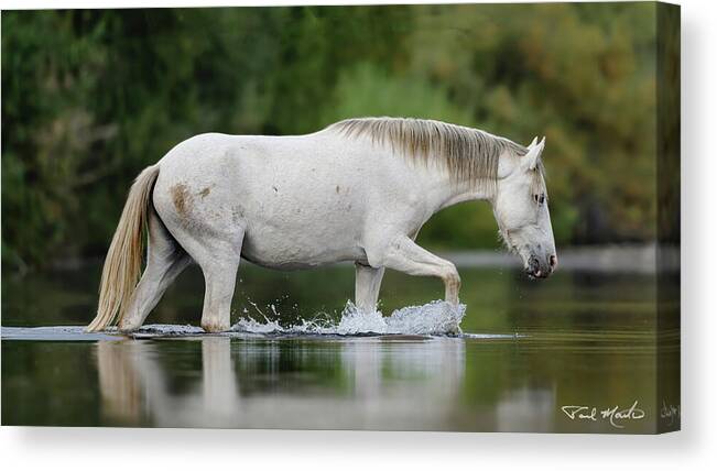 Stallion Canvas Print featuring the photograph Autumn Crossing. by Paul Martin
