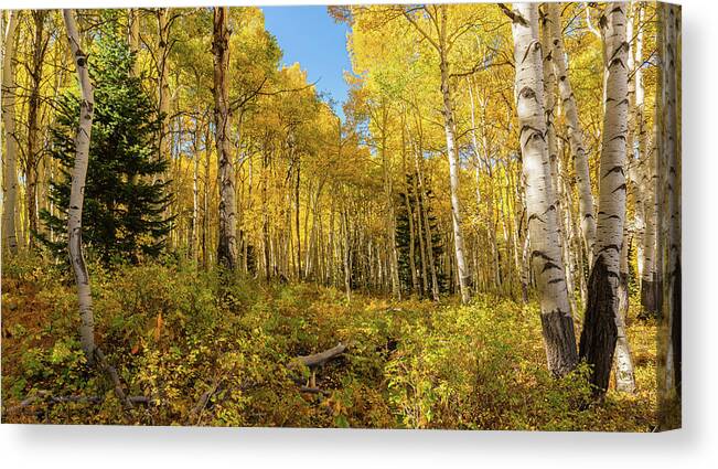 Aspens Canvas Print featuring the photograph Autumn Golden Aspen Splendor by Ron Long Ltd Photography
