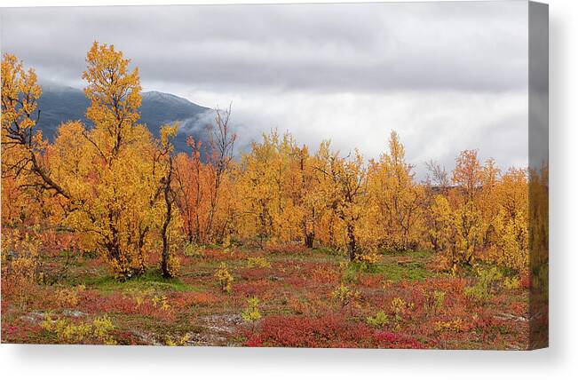 Trees Canvas Print featuring the photograph Autumn in Lapland by Uri Baruch