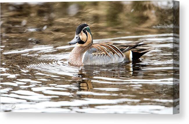 Baikal Teal Canvas Print featuring the photograph Baikal Teal, a swinning beauty and rare visitor in Sweden by Torbjorn Swenelius