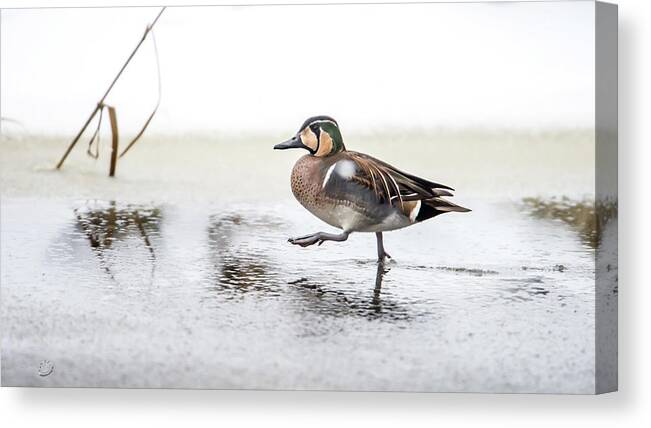 Baikal Teal Canvas Print featuring the photograph Baikal Teal, the beautiful and rare visitor in Sweden, walks wit by Torbjorn Swenelius