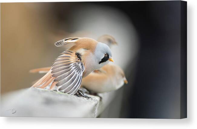 Bearded Reedling Canvas Print featuring the photograph Bearded Reedlings on the parapet by Torbjorn Swenelius