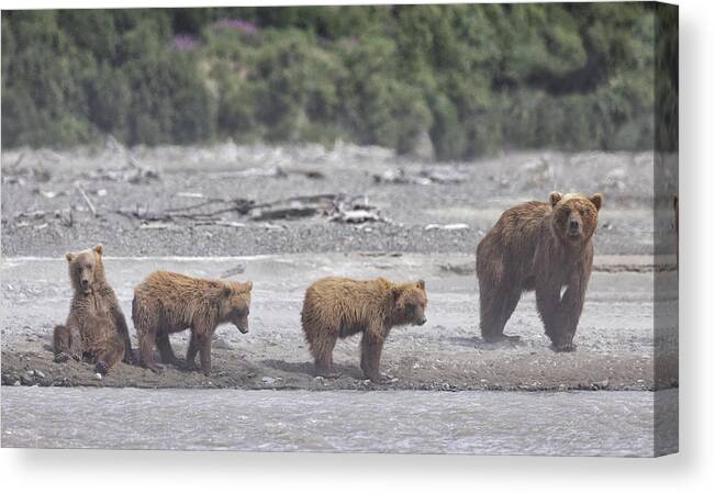 Alaska Canvas Print featuring the photograph Bears in a Sandstorm by Cheryl Strahl
