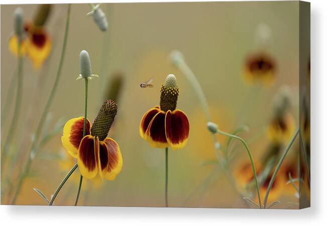 Insect Canvas Print featuring the photograph Between Flowers by Deon Grandon