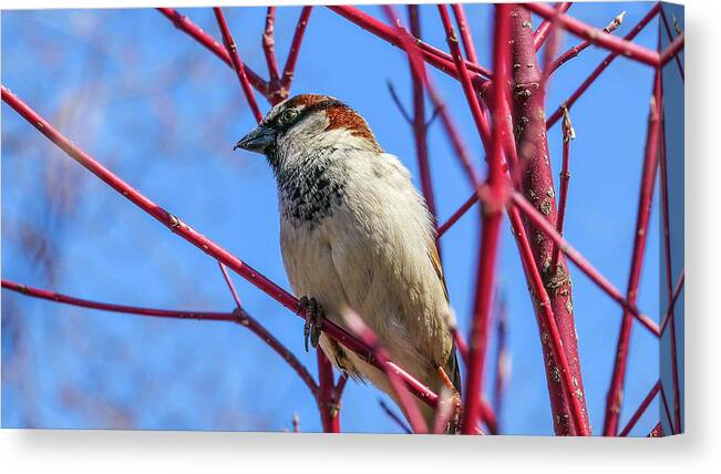 Bird Red Branches Canvas Print featuring the photograph Bird on Red Branches by David Morehead
