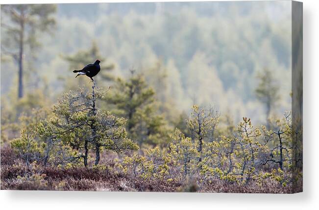 Black Grouse Canvas Print featuring the photograph Black Grouse on top of a small pine by Torbjorn Swenelius