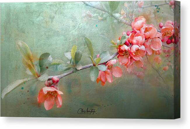 Spring Blossoms Canvas Print featuring the mixed media Blossoms on a branch, the seasons softly changing by Chris Armytage