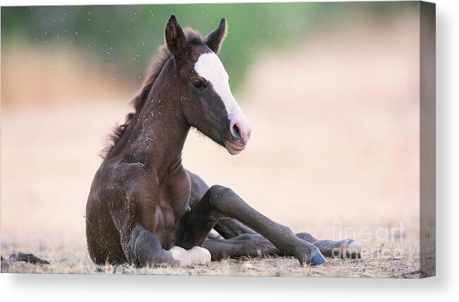 Cute Foal Canvas Print featuring the photograph Cactus Fire by Shannon Hastings