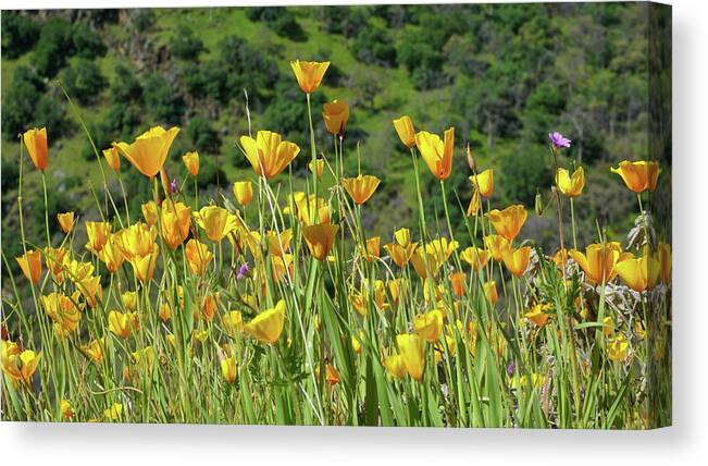 Poppies Canvas Print featuring the photograph California Gold by Brett Harvey