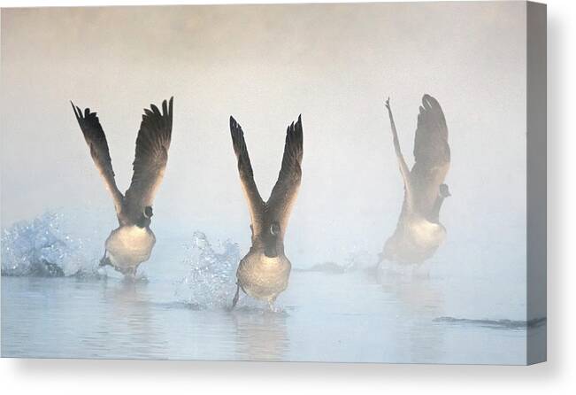 Canada Geese Canvas Print featuring the photograph Canada Geese in the Mist 2208-010220-2 by Tam Ryan