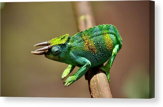 Chameleon Canvas Print featuring the photograph Chameleon Close-Up by Matti Barthel