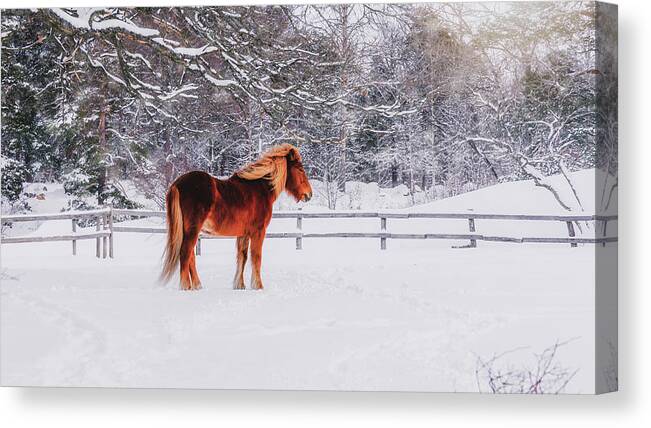 Horse Canvas Print featuring the photograph Chestnut Horse in Winter Scene - Matte Version by Nicklas Gustafsson