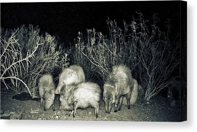 Animals Canvas Print featuring the photograph Collared Peccary or Javelina Herd at Night by Judy Kennedy