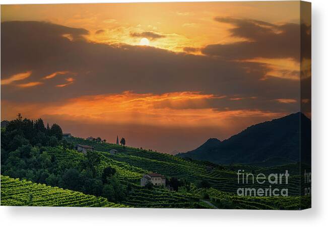 Vineyard Canvas Print featuring the photograph Colors over the valley by The P