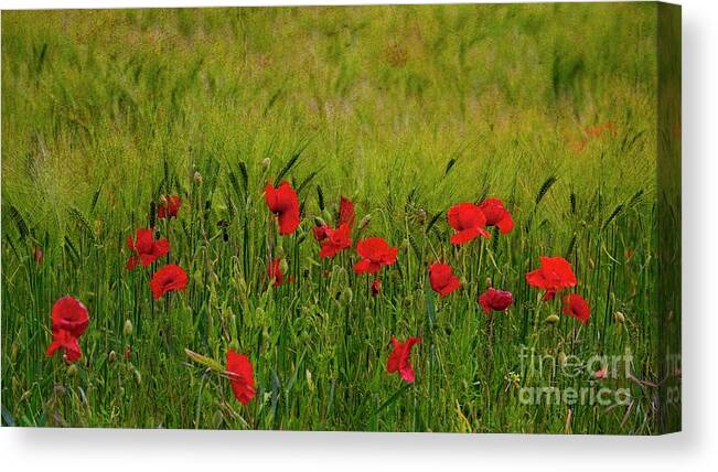 Poppy Picture Canvas Print featuring the photograph Cornfield Poppies by Martyn Arnold
