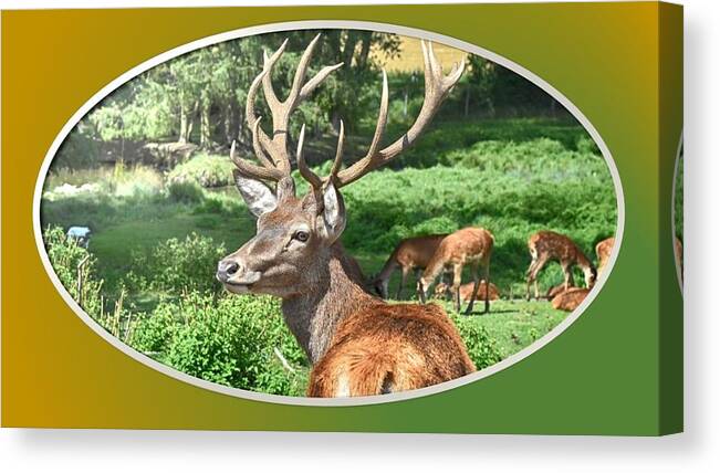 Deer Canvas Print featuring the photograph Deer with Antlers by Nancy Ayanna Wyatt