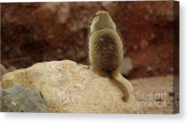 Animals Canvas Print featuring the photograph Don't Talk To Me by Mary Mikawoz