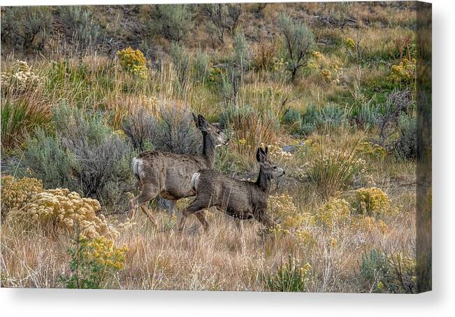 Mule Deer Canvas Print featuring the photograph Double Trouble on a Fine Montana Morning by Marcy Wielfaert