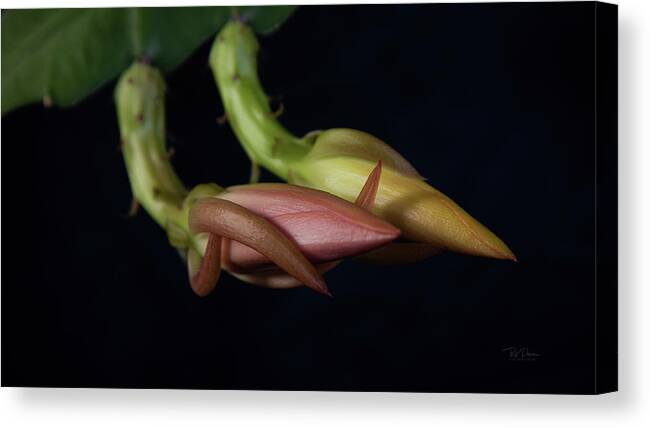 Cactus Canvas Print featuring the photograph EcactusBlooming4 by Bill Posner
