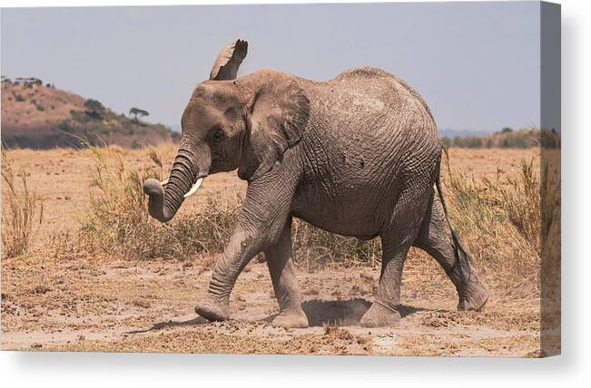 Wildlife Canvas Print featuring the photograph Elephant's Joy by Ewa Jermakowicz