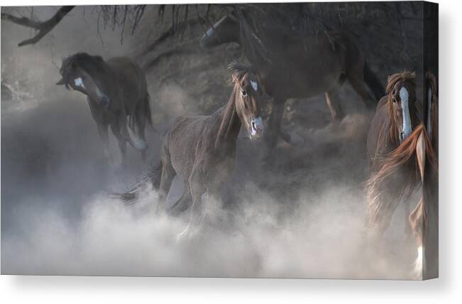 Stallion Canvas Print featuring the photograph Energetic Sprint. by Paul Martin