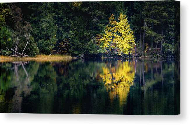 Fall Autumn Maine Nature Swan Island Tree Yellow Canvas Print featuring the photograph Fall in Maine by David Hufstader