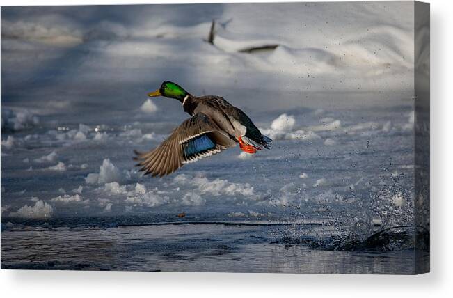 Bird Canvas Print featuring the photograph Feathers on Display by Linda Bonaccorsi