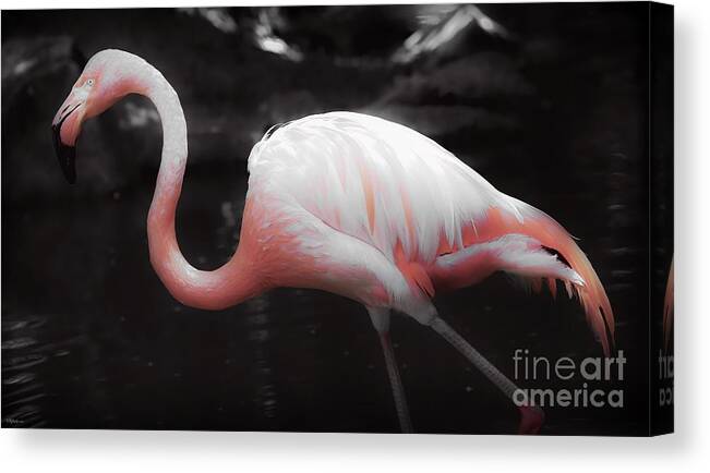 Flamingo Canvas Print featuring the photograph Feathers by Veronica Batterson