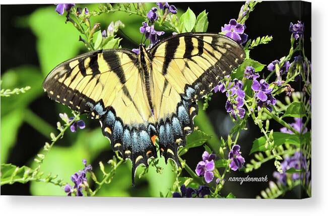 Butterfly Canvas Print featuring the photograph Female Tiger Swallowtail by Nancy Denmark