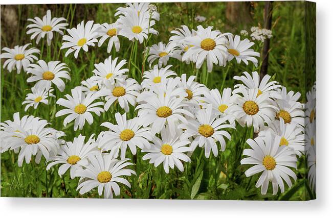 Daisy Canvas Print featuring the photograph Field of Daisies 2 by D Lee